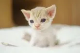デボンレックス【神奈川県・男の子・2023年7月11日・チョコレートタビー&ホワイト】の写真2