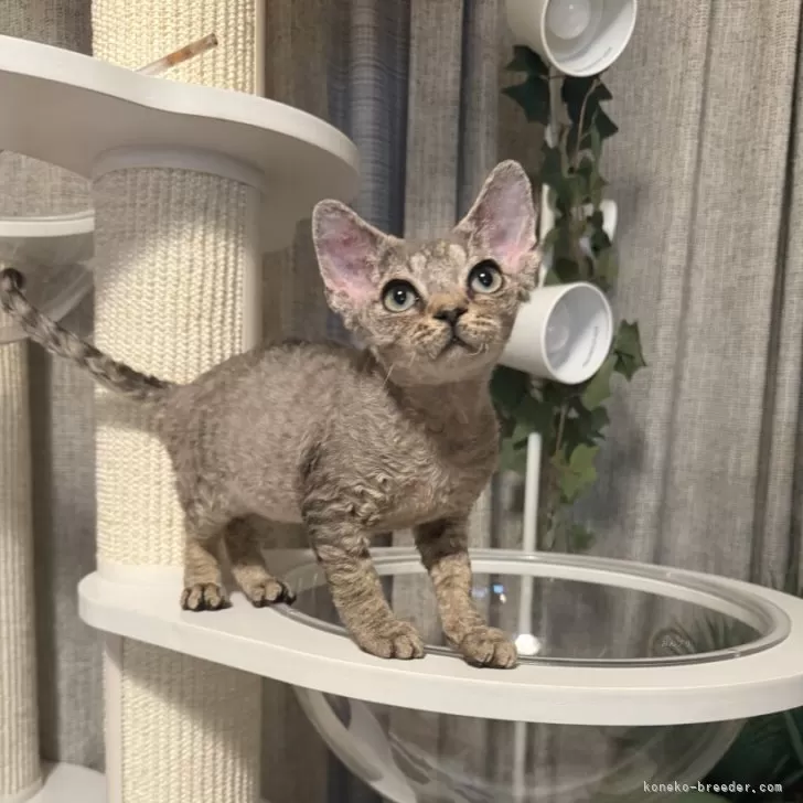 ID：2504-00538の子猫