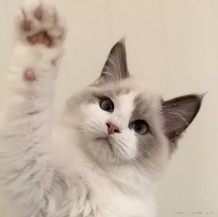 スギコウ 様のお迎えした子猫