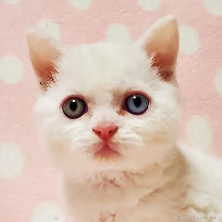 ID:2303-01141の子猫