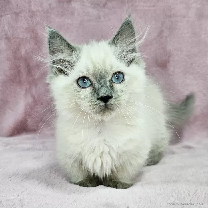 ID:2502-00821の子猫