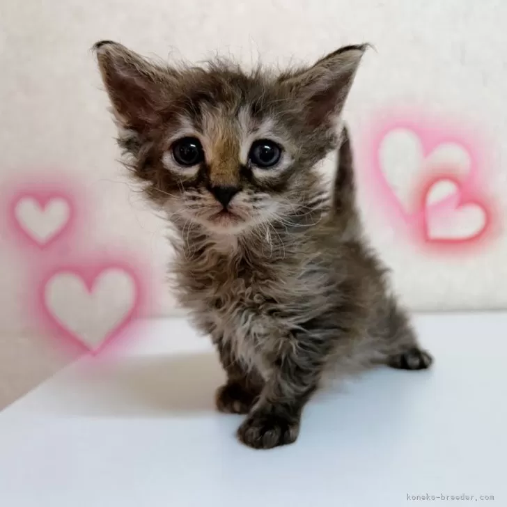 ID:2412-00726の子猫