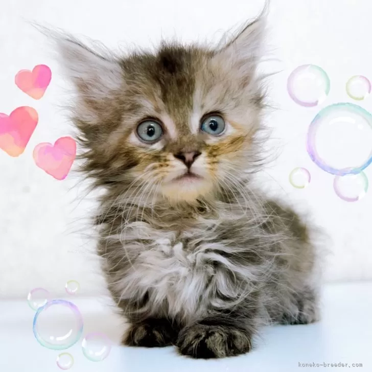 ID:2409-00843の子猫