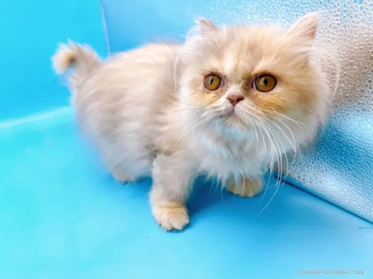 ID:2112-02182の子猫