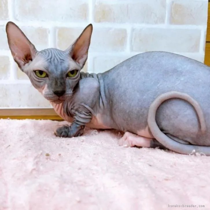 ID:2203-02418の子猫