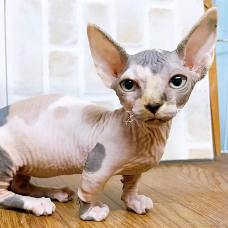 ID:2402-01266の子猫