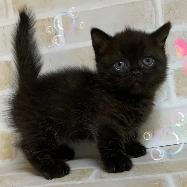 ID:2405-00996の子猫