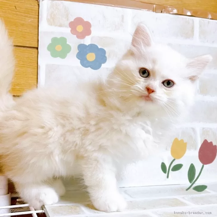 ID:2409-02899の子猫