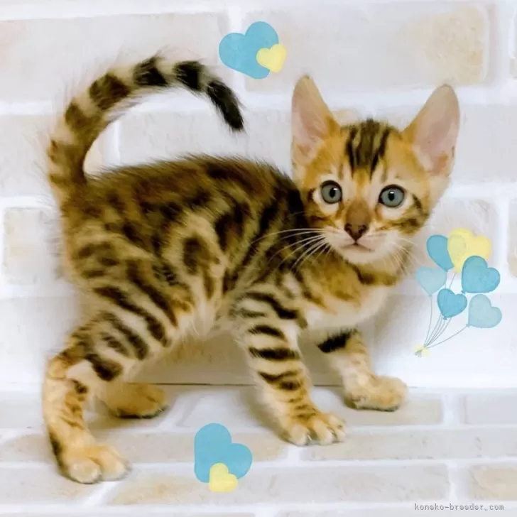 ID:2405-00988の子猫
