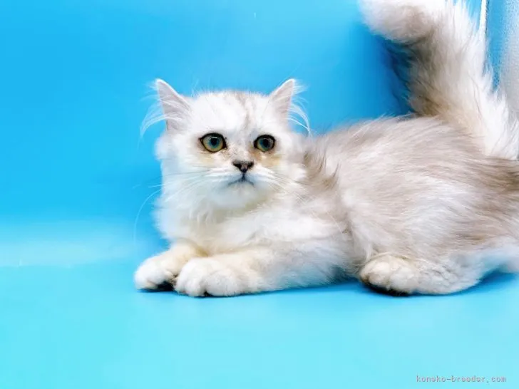 ID:2203-01356の子猫