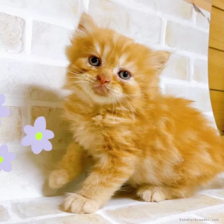 ID:2408-02108の子猫