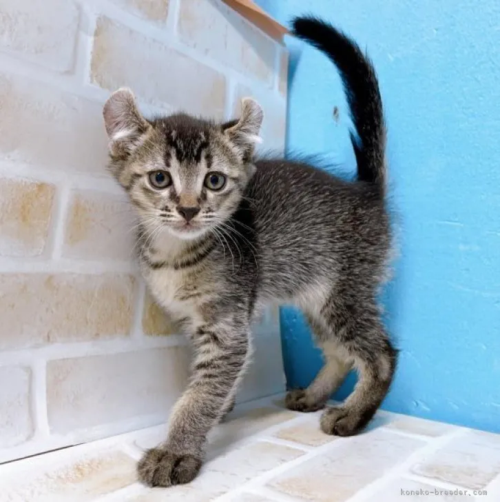 ID：2311-00075の子猫