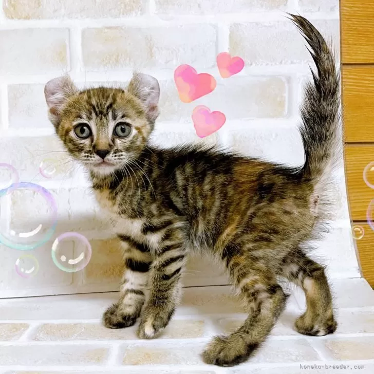 ID：2408-00808の子猫