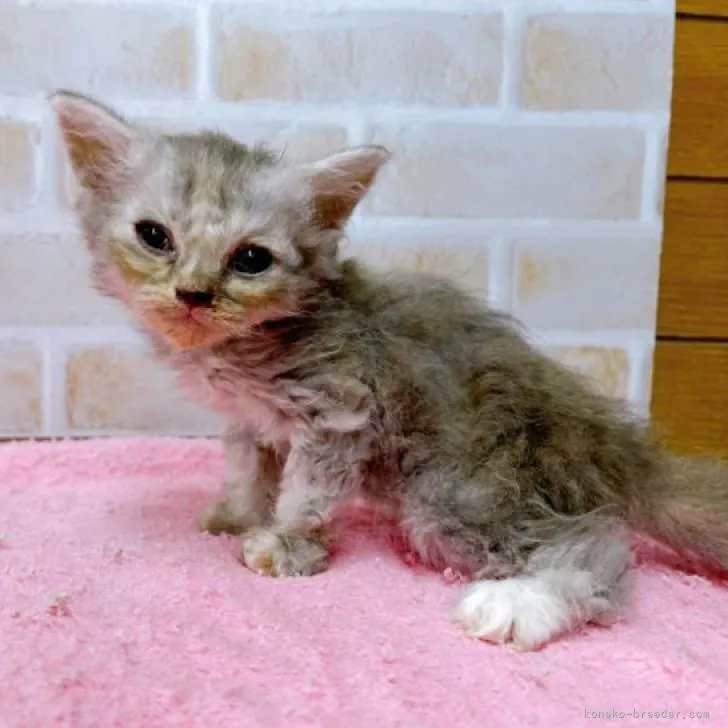 ID:2207-02255の子猫