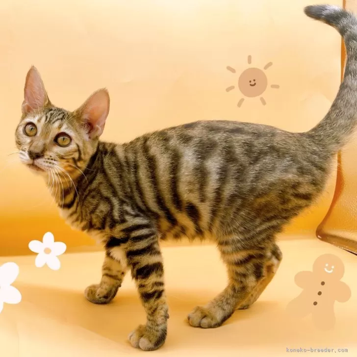 ID:2406-01389の子猫
