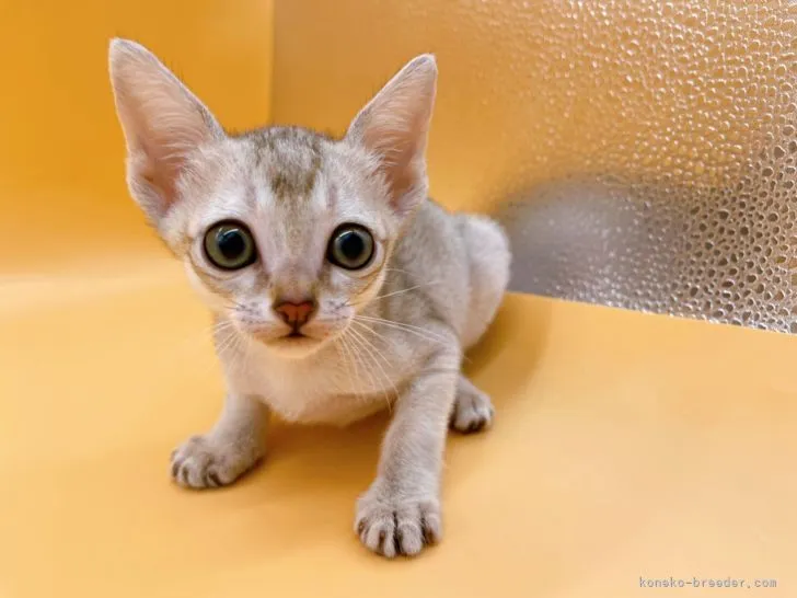 T.T 様のお迎えした子猫