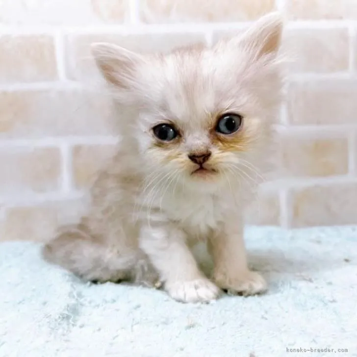 ID:2206-01834の子猫