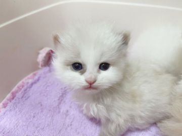 マンチカン(長足)【東京都・女の子・2021年12月14日・ポイントカラー】の写真「足長マンチカン女の子♡」