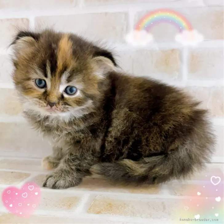 ID:2504-02118の子猫