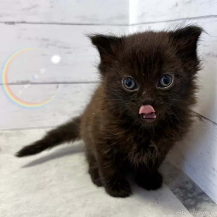 K.H 様のお迎えした子猫