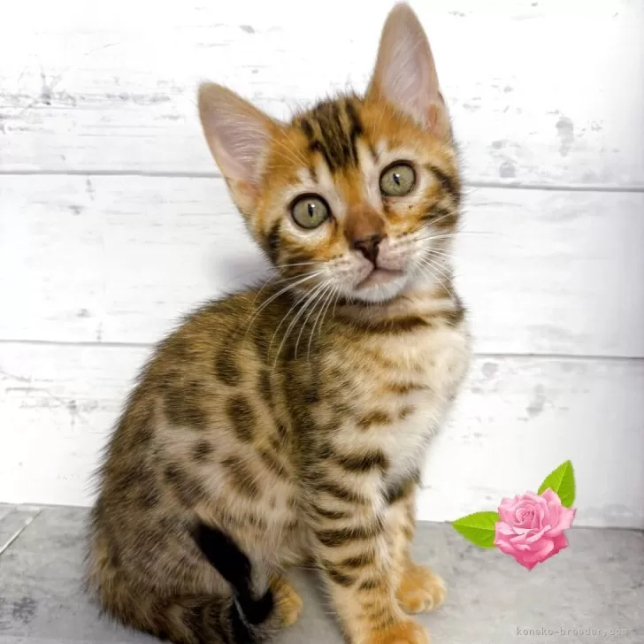 あゆ 様のお迎えした子猫