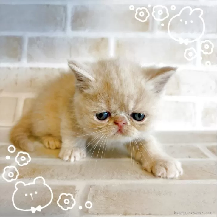 ID:2504-02872の子猫