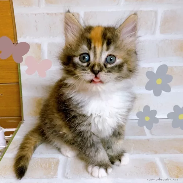 ID:2501-01748の子猫
