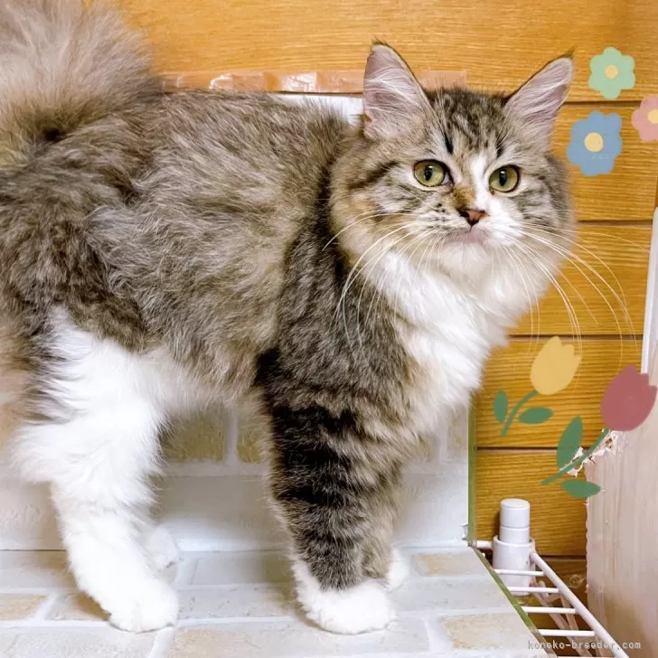ID:2409-02897の子猫