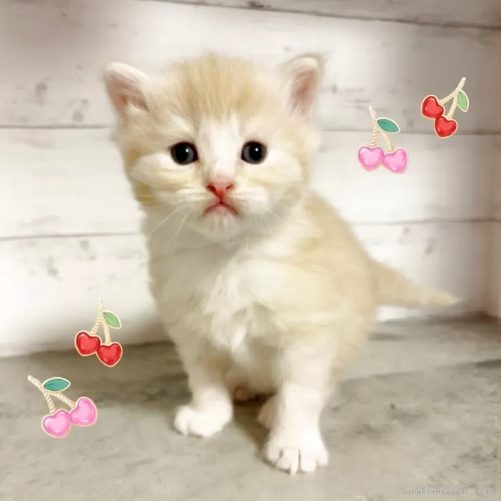 T.H 様のお迎えした子猫