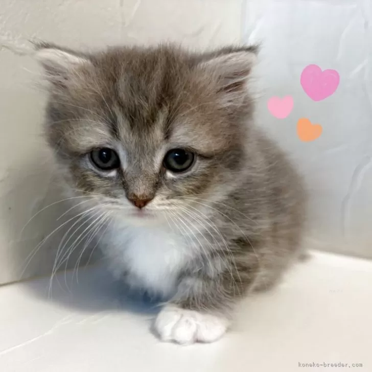 N.N 様のお迎えした子猫