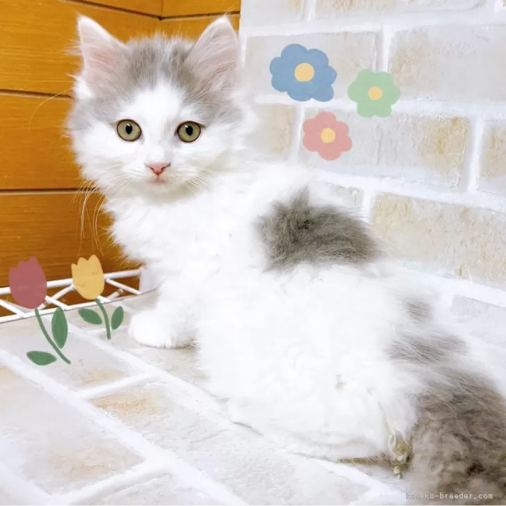 ID:2412-00888の子猫