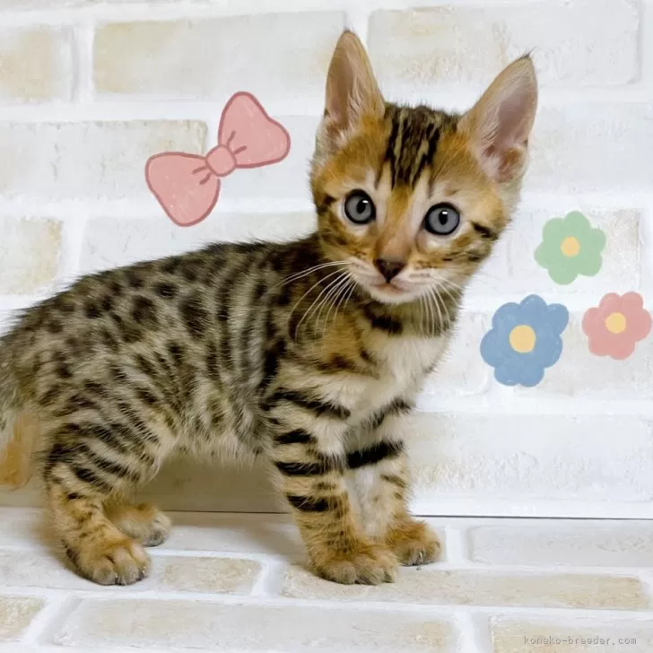 ID:2501-01227の子猫
