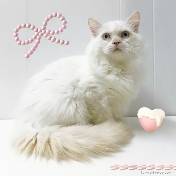 ID:2412-02052の子猫
