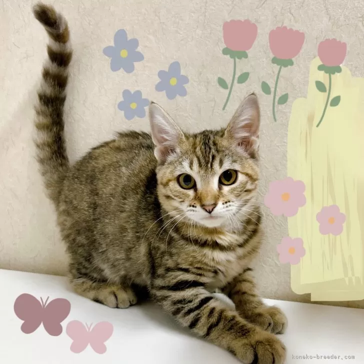 ID:2412-02071の子猫