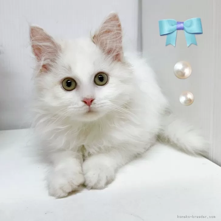 ID:2503-00490の子猫