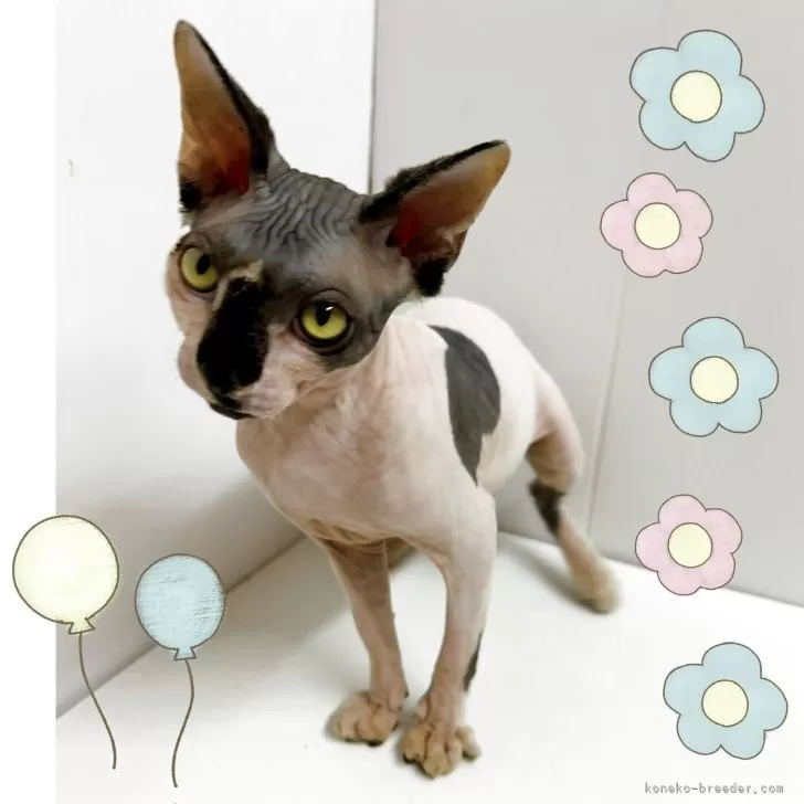 ID:2412-00948の子猫