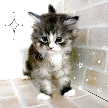 マンチカン(長足)【東京都・女の子・2025年3月12日・ブルータビー&ホワイト】の写真「♡ノルウェージャン　ブルー＆ホワイトの女の子♡」