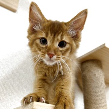 ソマリ【東京都・男の子・2025年4月29日・ルディ】の写真「♡ソマリ ルディの男の子♡」