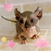 ドウェルフ