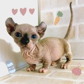 ドウェルフ