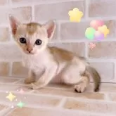 シンガプーラ