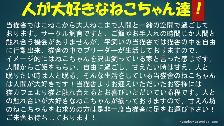 知らない人が来ても隠れない！？猫カフェより触れ合える！(お客様談)｜杉田　伸也(すぎた　しんや)ブリーダー(埼玉県・ノルウェージャンフォレストキャット・JCC（旧ACC）登録)の紹介写真4