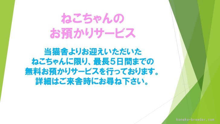 埼玉】杉田 伸也(すぎた しんや)ブリーダー｜みんなの子猫ブリーダー