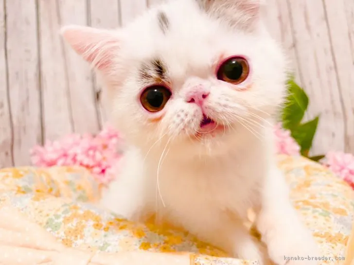 ID:2104-01352の子猫