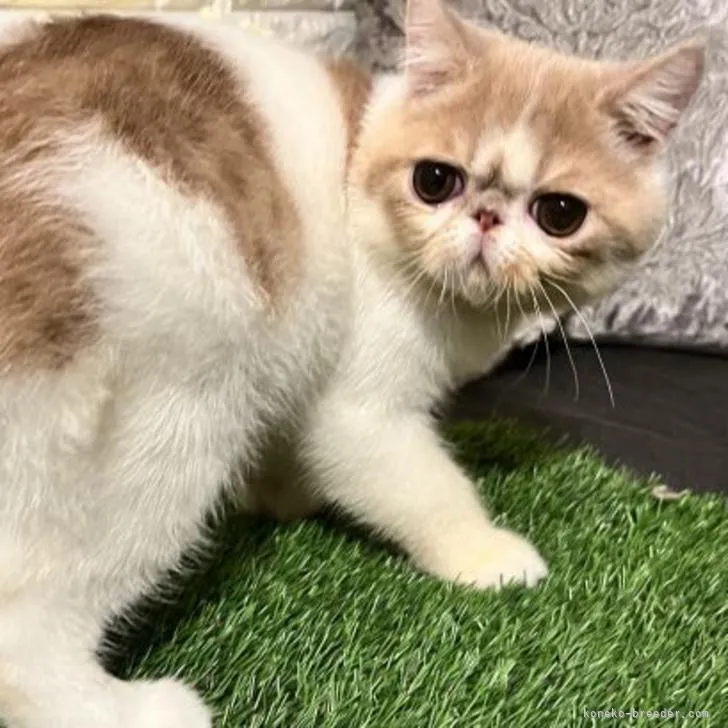 ID:2204-00291の子猫