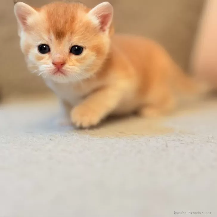 ID:2410-02835の子猫