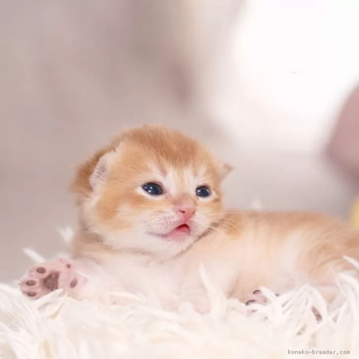 ID:2407-02663の子猫