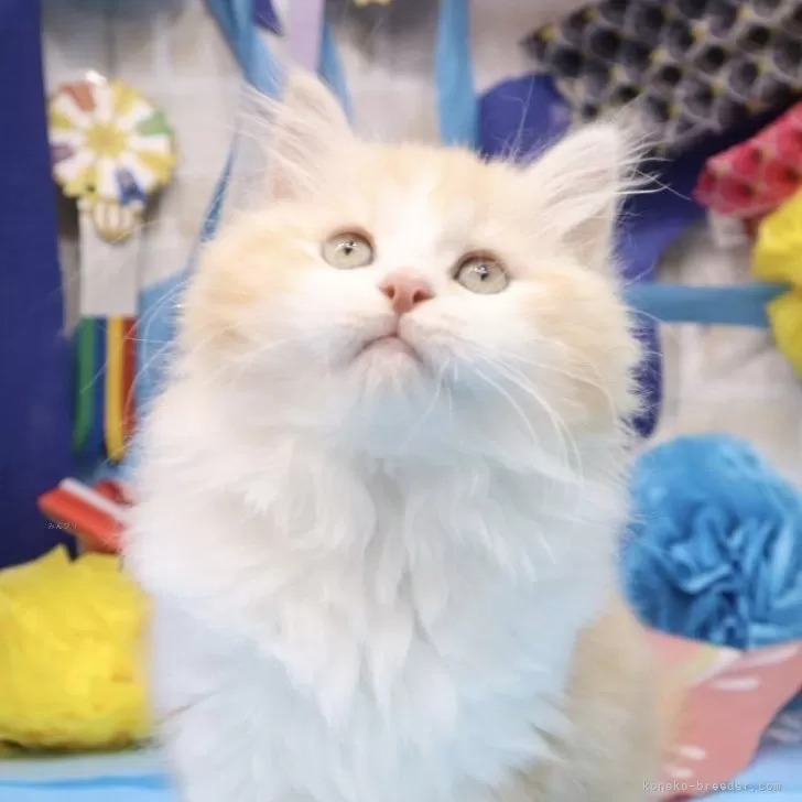 ID:2503-01167の子猫