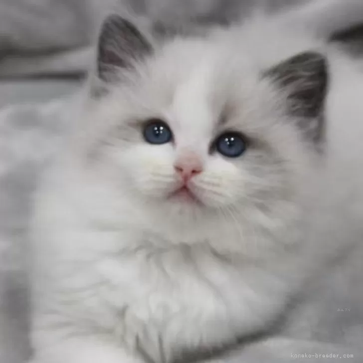 ID:2503-01731の子猫