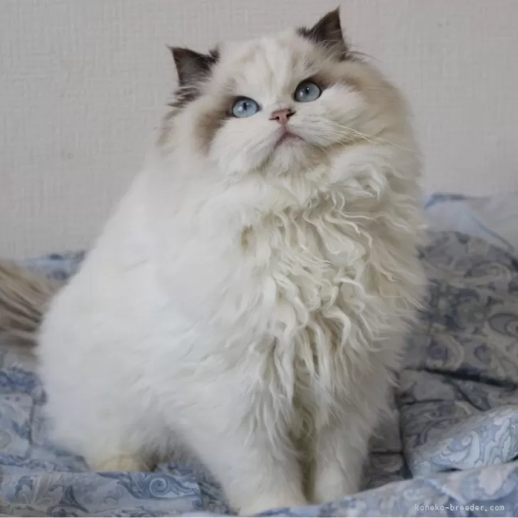 ID：2408-01933の子猫